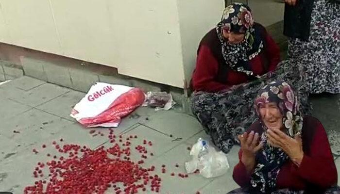 "Bunları dikenlerin içinden topladım" Meyvelerinin başında gözyaşı döken yaşlı kadın sosyal medyada gündem oldu! Belediyeden açıklama geldi