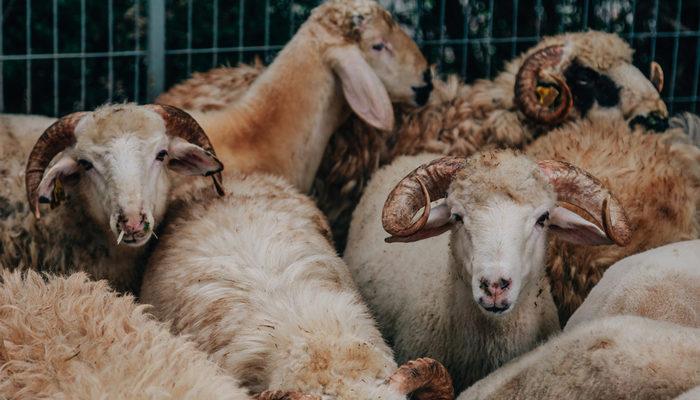 Kurban Bayramı öncesi önemli uyarı: Rigor Mortis’e dikkat!